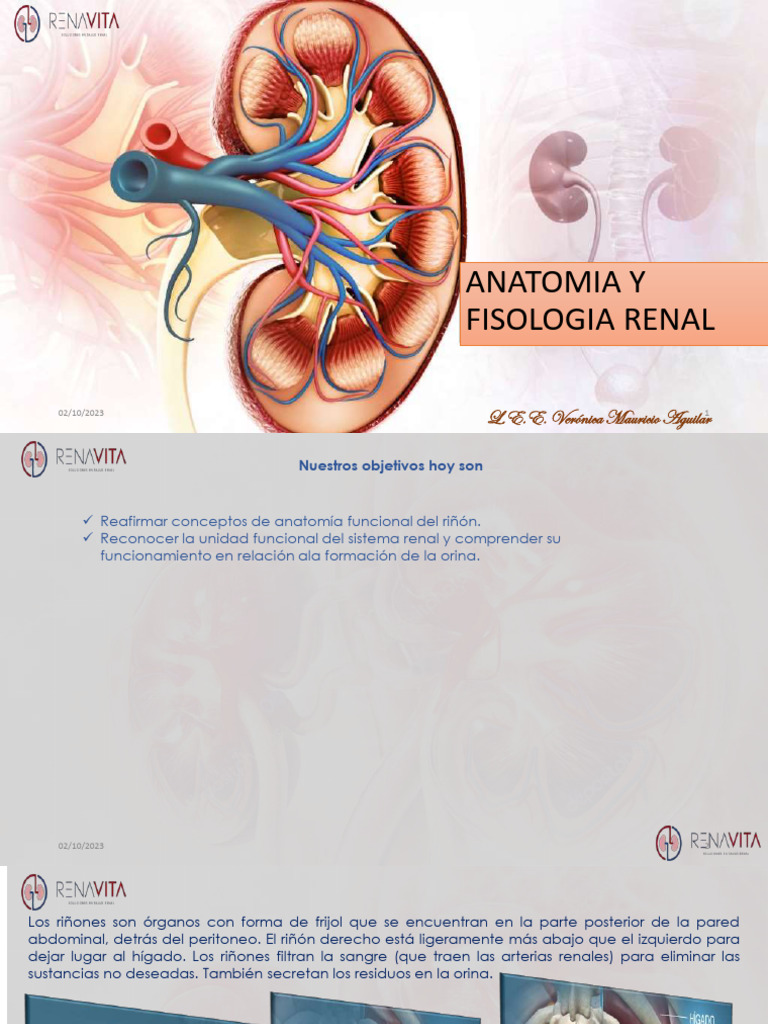 Anatomia y Fisiologia Riñon | PDF | Riñón | Angiotensina