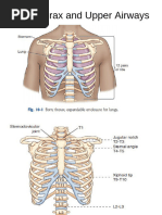 Chest X-Ray Anatomy and Positioning Guide | PDF | Thorax | Lung