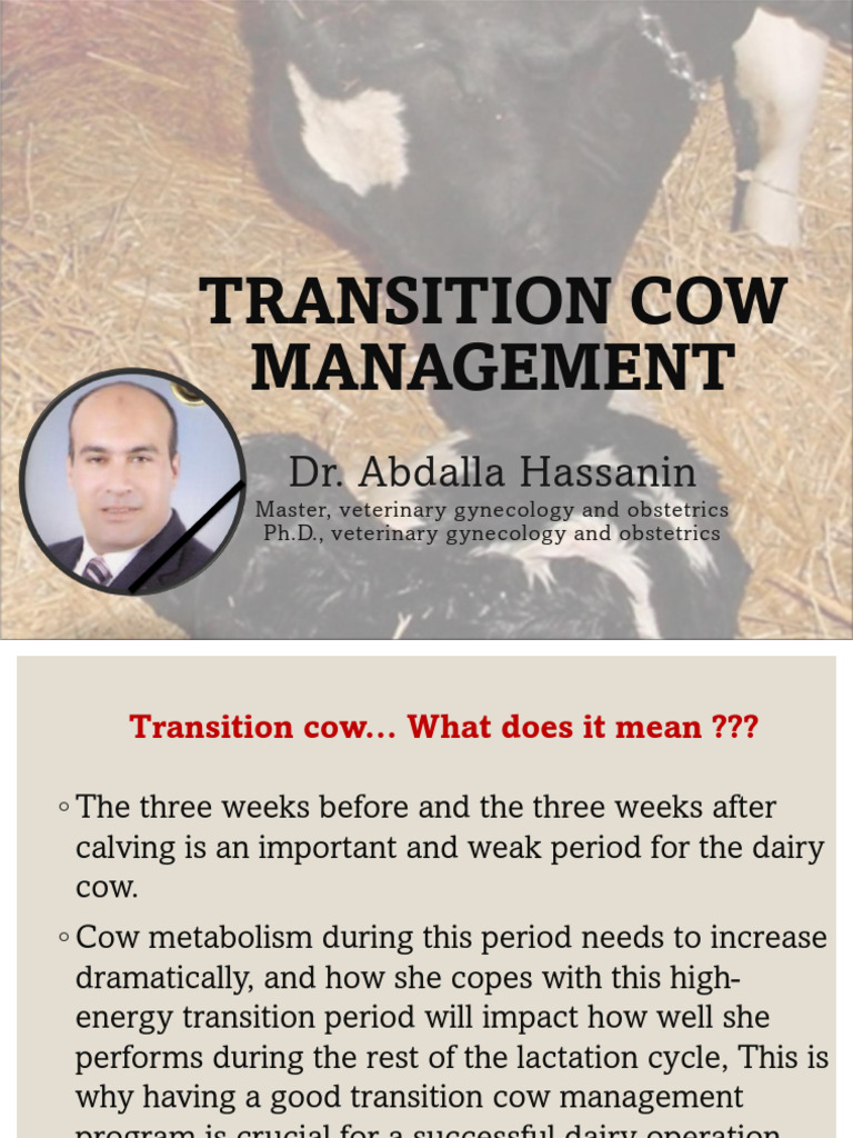 Transition Cow Management Essentials | PDF | Cattle | Dairy Cattle