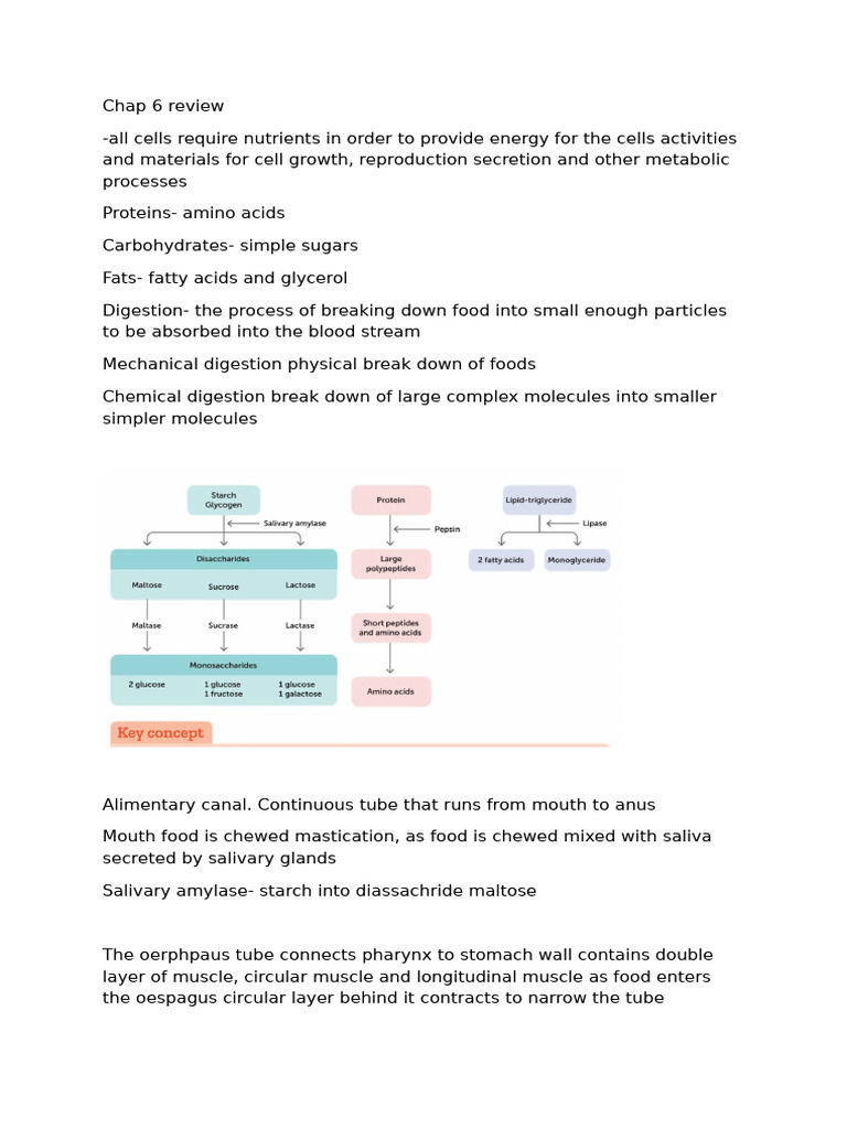 Small Intestine Digestion Overview | PDF