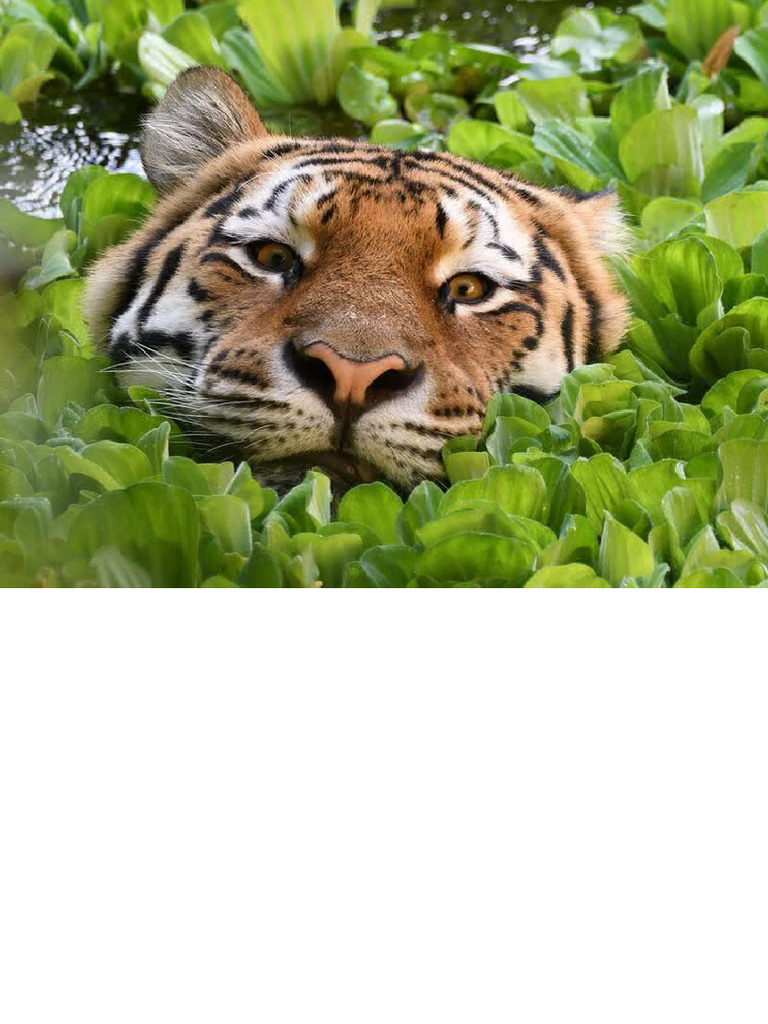 Compilation of Tigers | PDF