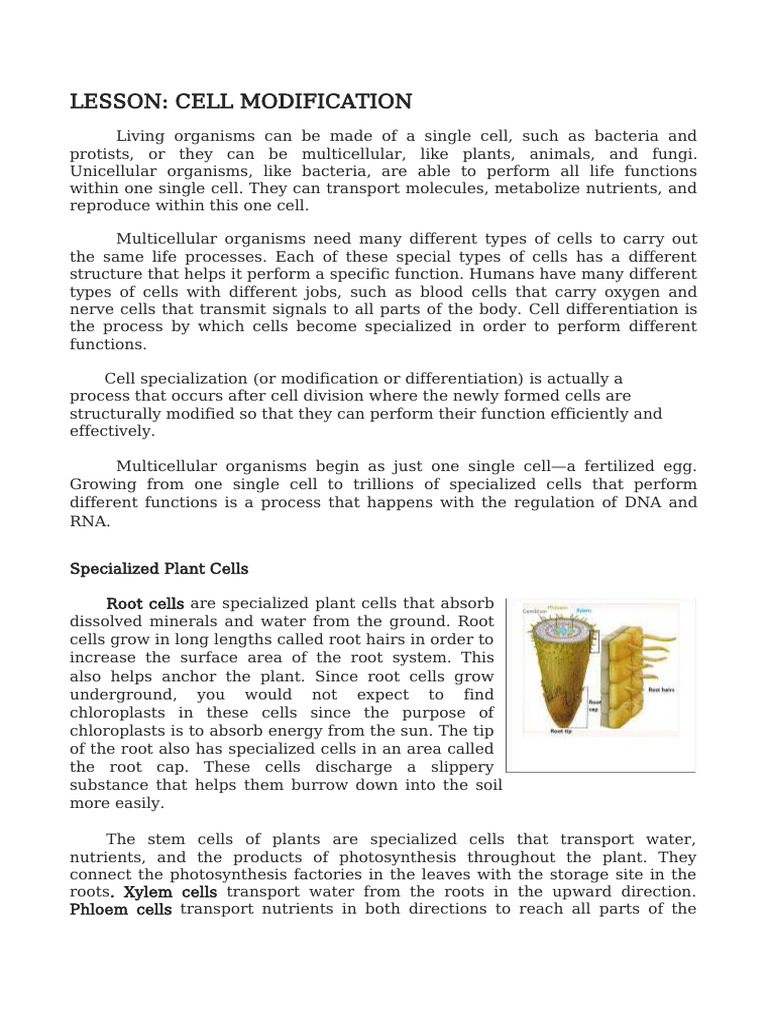 Understanding Cell Modification and Cycle | PDF | Mitosis | Cell Cycle