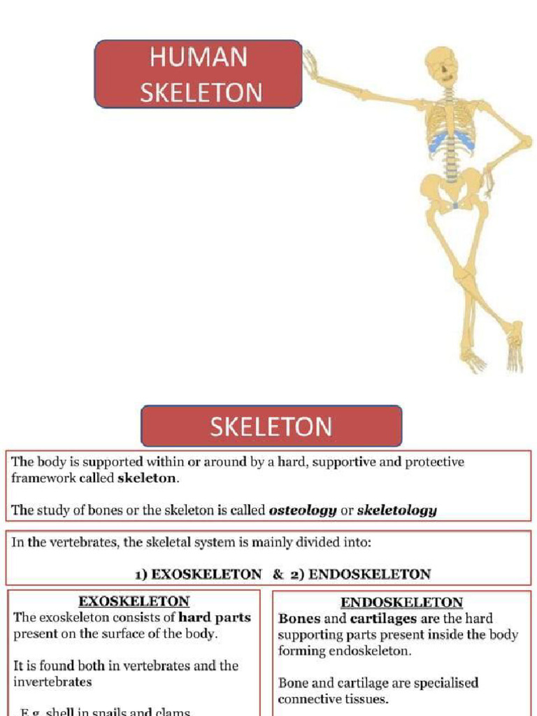 Skeleton 1 | PDF