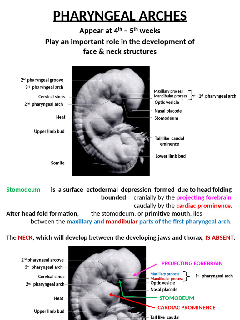 Development of Pharyngeal Arches | PDF | Larynx | Primate Anatomy