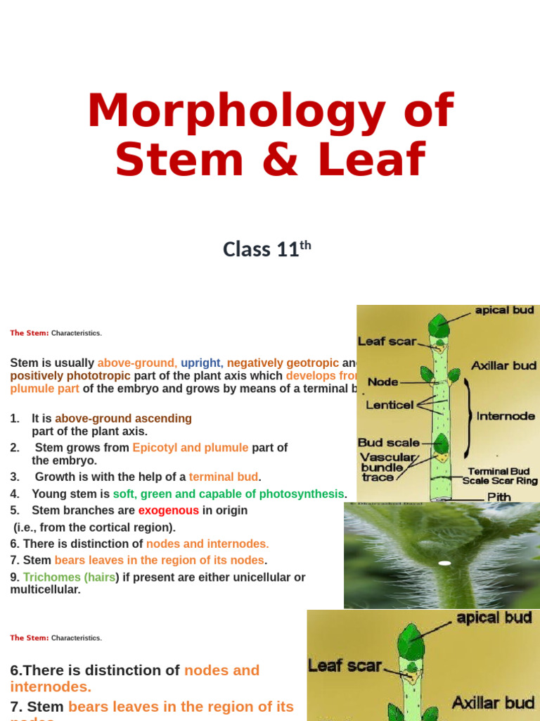 Morphology - Stem & Leaf | PDF | Leaf | Plant Stem