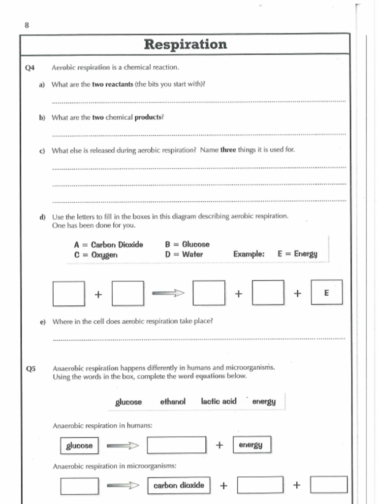 Respiration | PDF