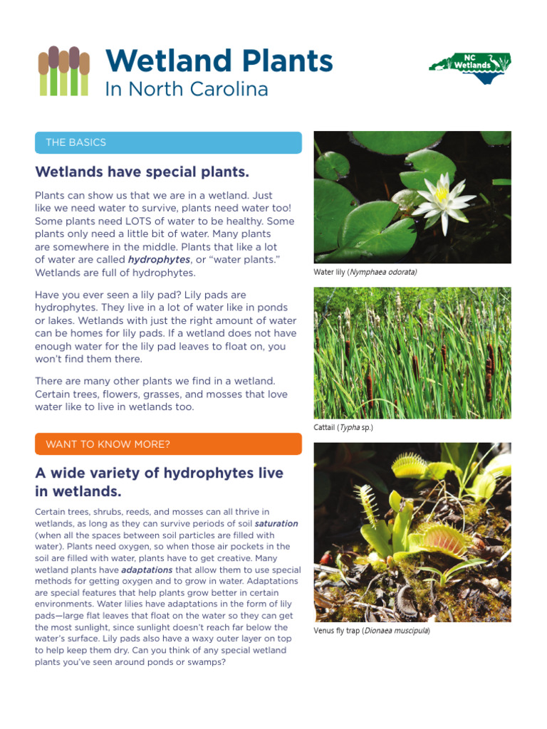 Wetland Plant Adaptations and Diversity | PDF | Wetland | Plants
