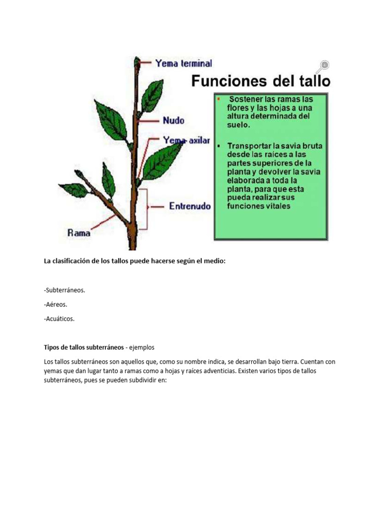 Clasificación de tipos de tallos en plantas | PDF | Tallo de la planta ...