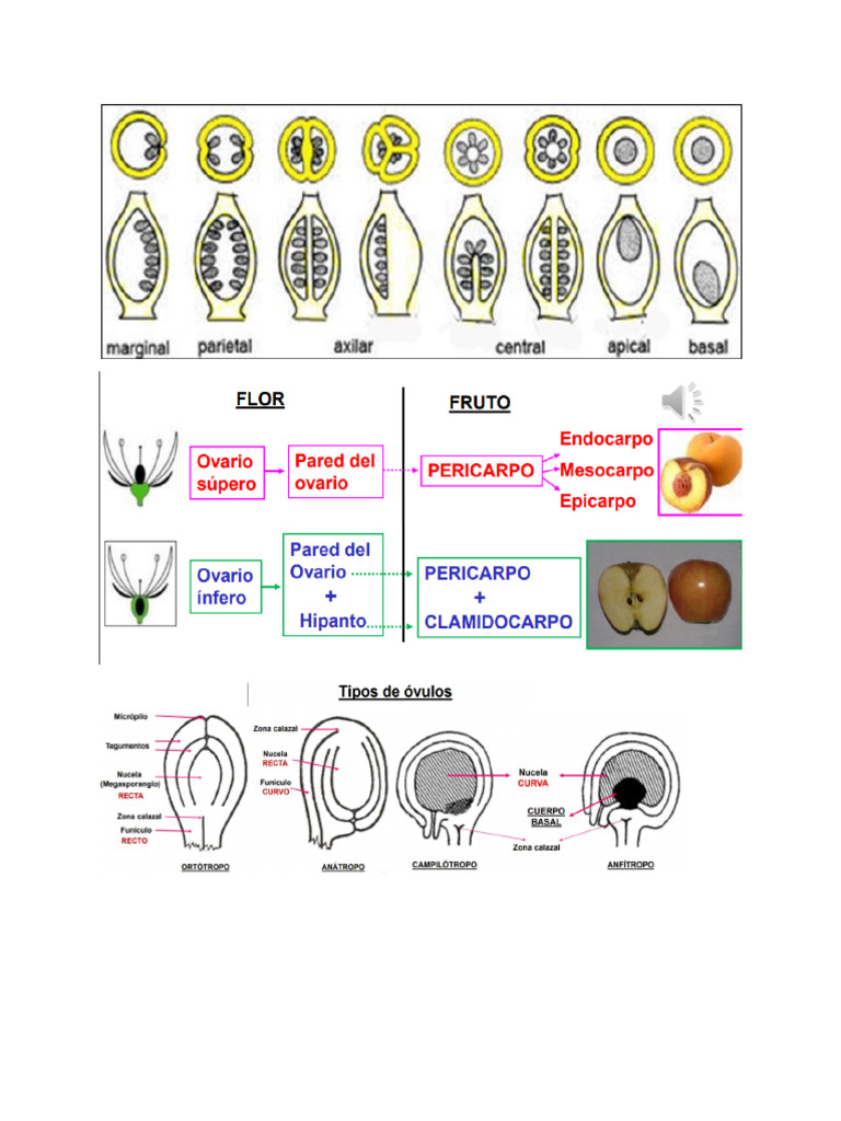 Flor y Fruto | PDF