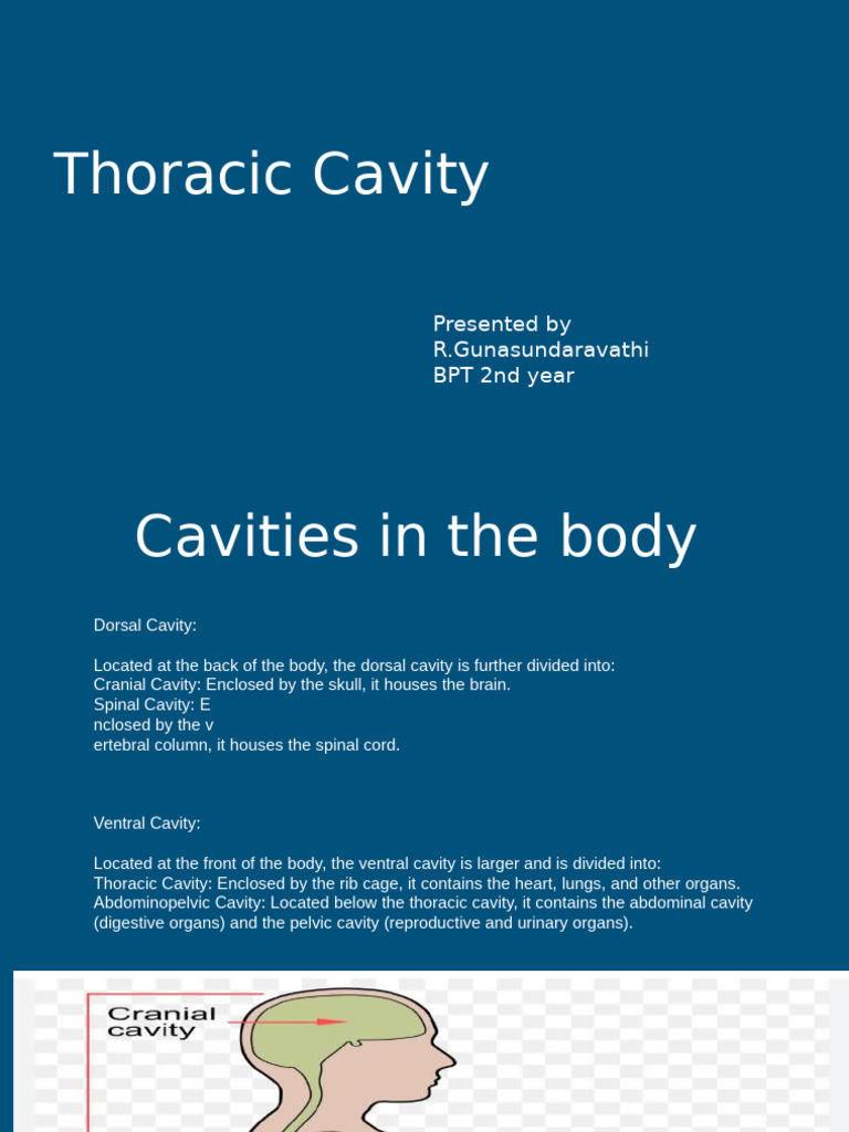 Overview of the Thoracic Cavity | PDF