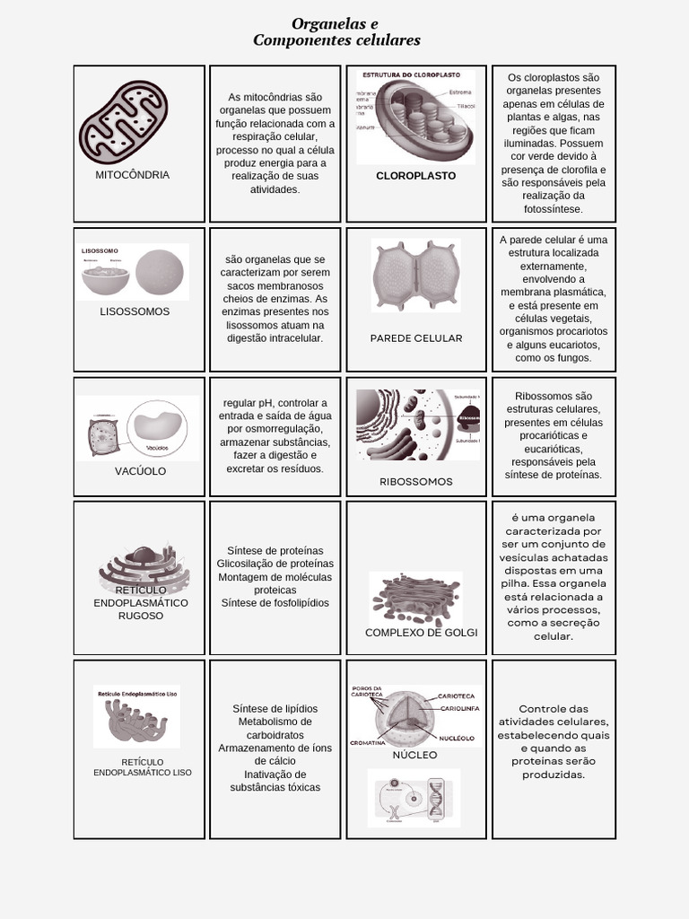 Matéria Botânica Completa | PDF | Parede celular | Célula (Biologia), image size:768x1024