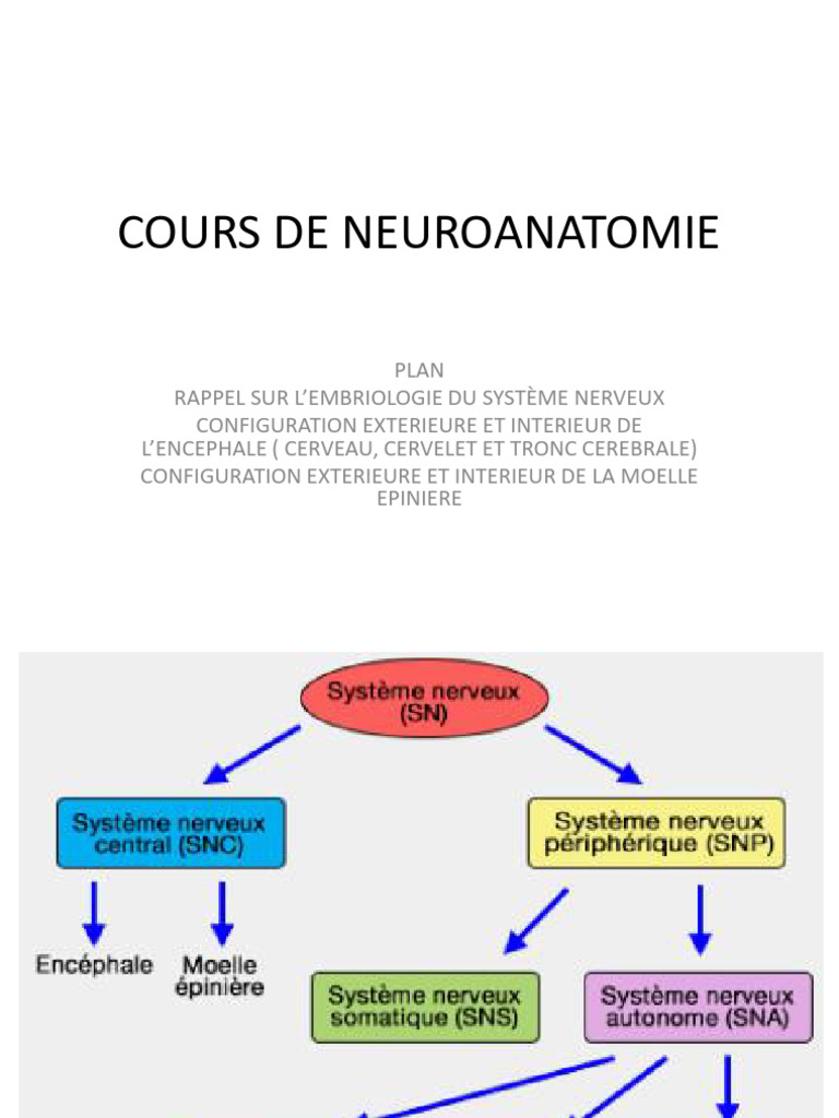 Cours de Neuroanatomie et Embryologie | PDF | Système nerveux ...