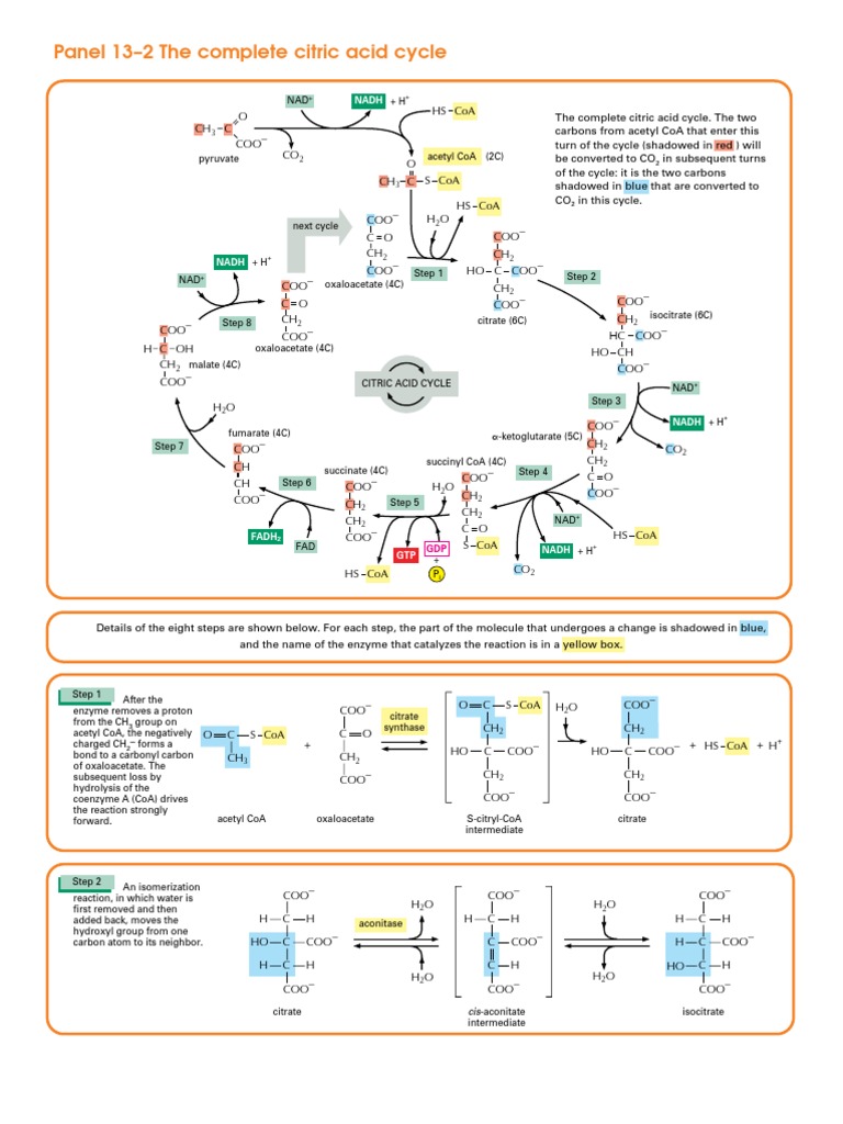 Citric Acid Cycle Overview | PDF | Citric Acid Cycle | Diet & Nutrition