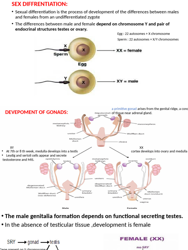 Understanding Precocious Puberty in Girls | PDF | Puberty | Androgen