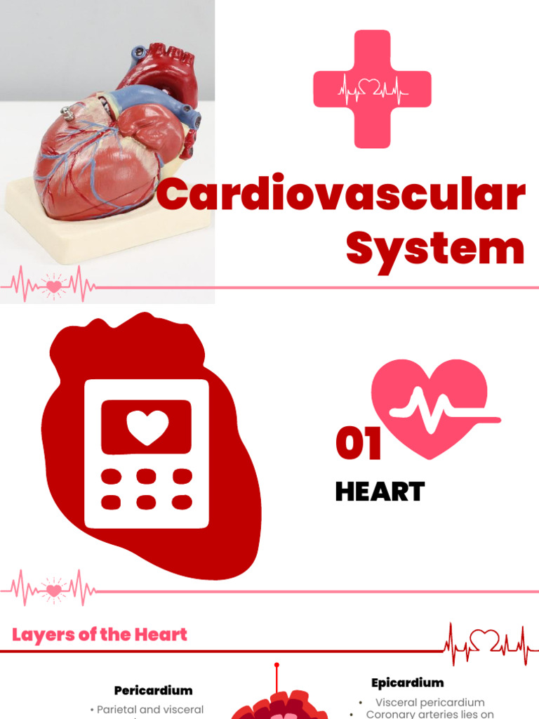 Catheter Stabilization in Cardiovascular Care | PDF | Echocardiography ...