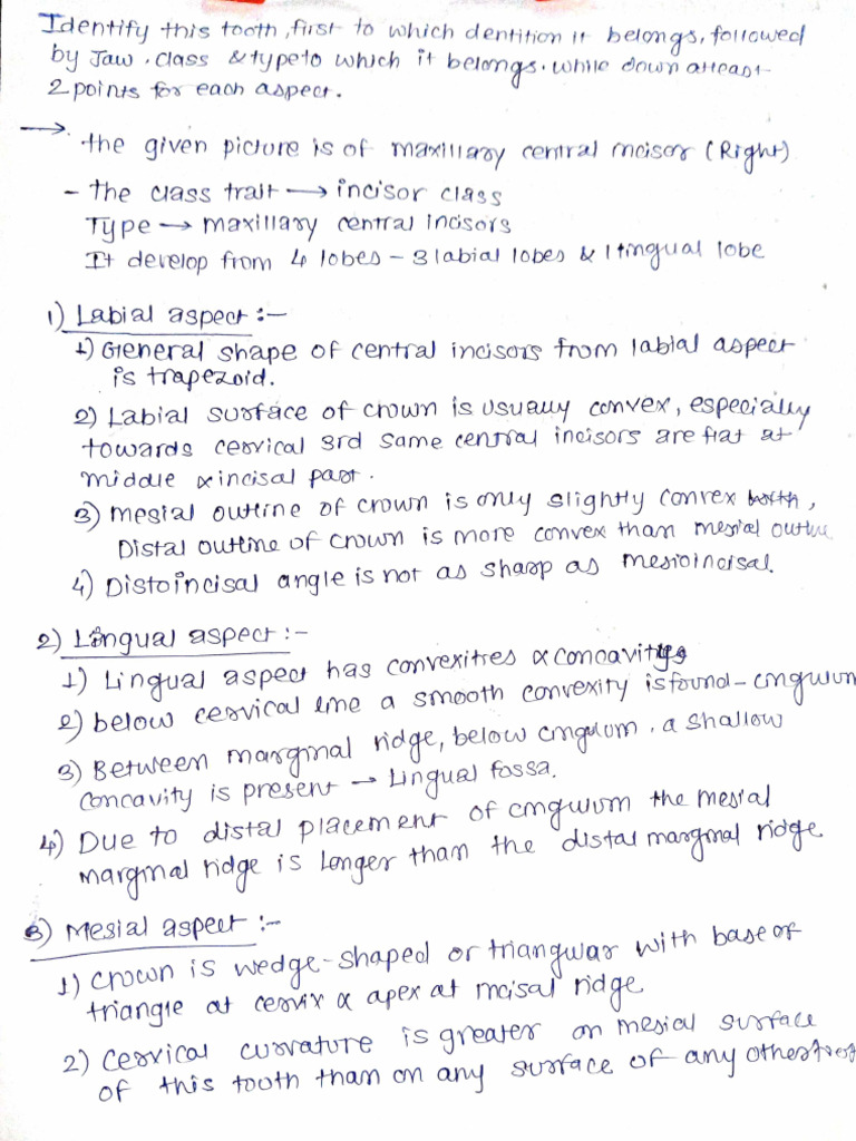 Maxillary Central Incisor | PDF