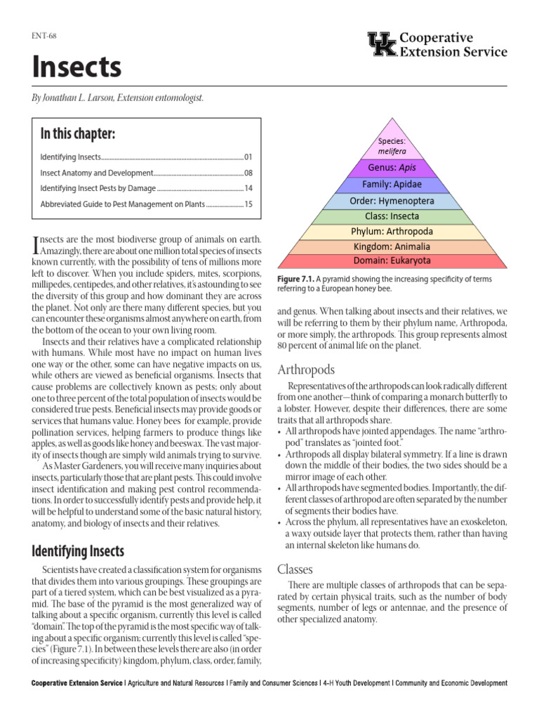 Australian Insect Classification Guide | PDF | Insects | Lepidoptera