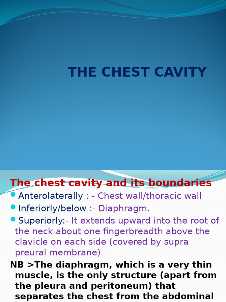 Superior Mediastinum Anatomy Overview | PDF | Aorta | Thorax