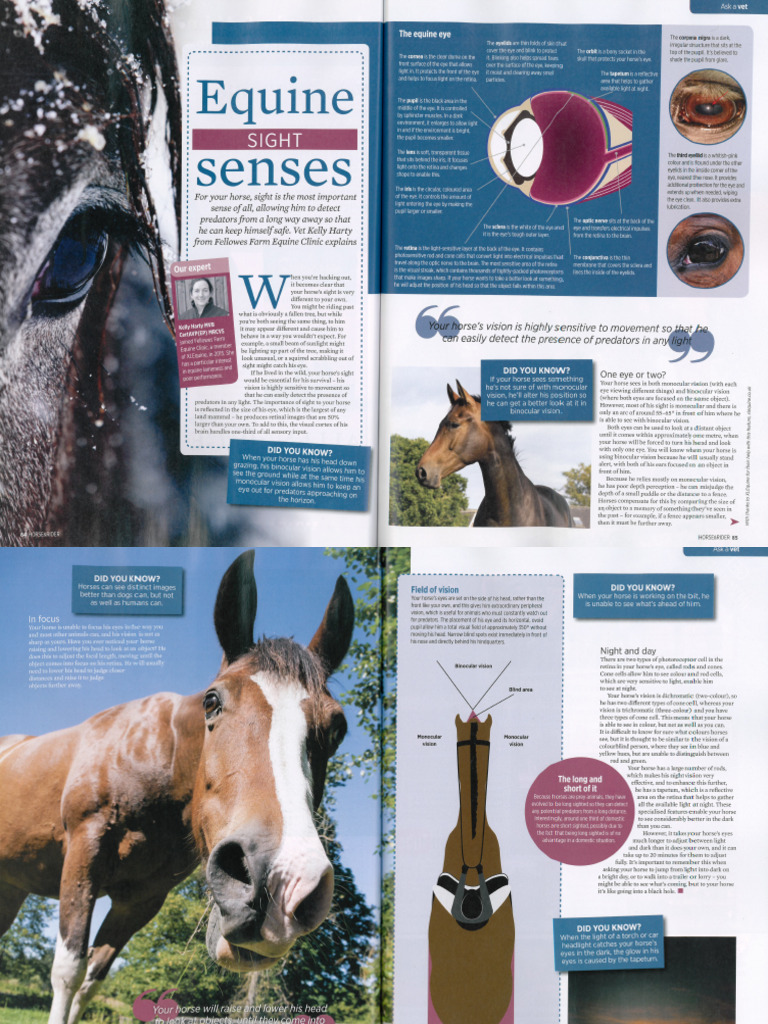 Horse & Rider | PDF