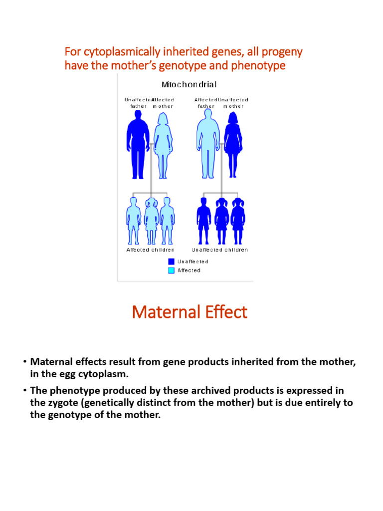 Mitochondrial DNA and Maternal Inheritance | PDF | Mitochondrion | Cell ...