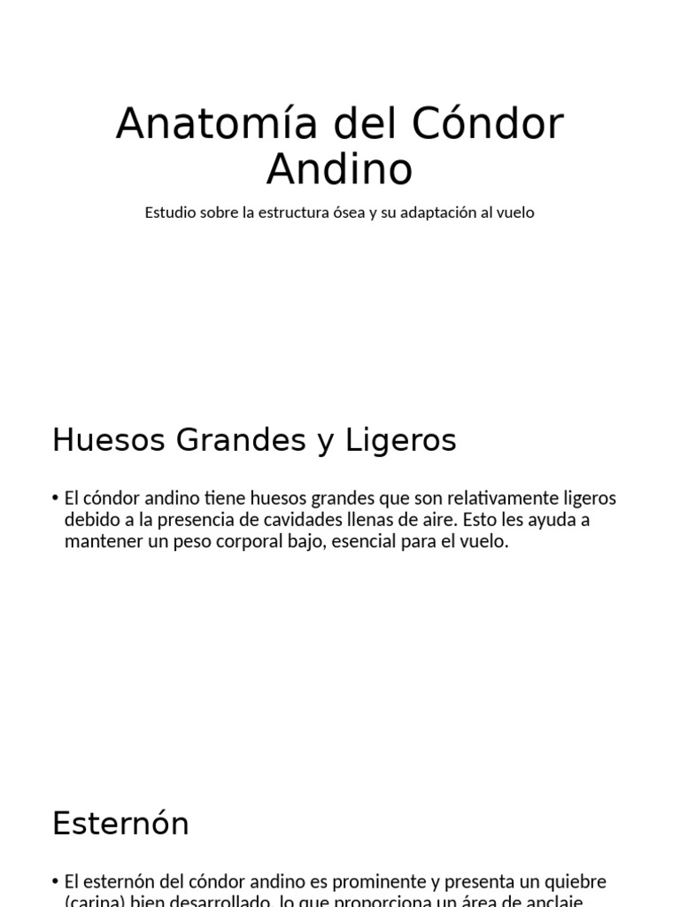 Anatomía del Cóndor Andino: Estructura Ósea | PDF