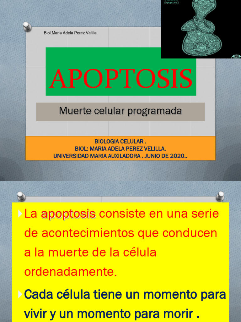 Apoptosis: Muerte Celular Programada | PDF | Apoptosis | Nucleo celular