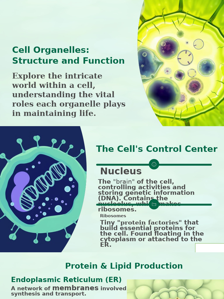 Cell Organelles Structure and Function | PDF