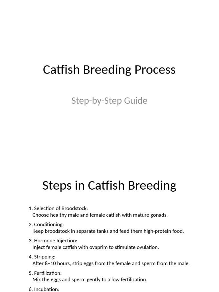 Catfish Breeding Steps Fixed PDF