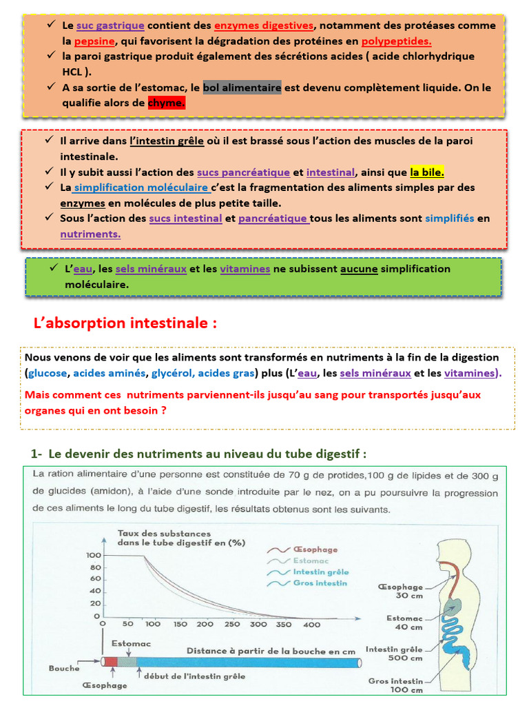 Absorption Intestinale et Villosités | PDF | Tractus gastro-intestinal ...