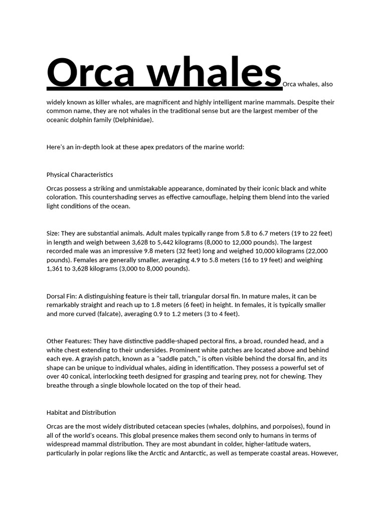 Orca Whales: Apex Marine Predators | PDF | Cetacea | Whales