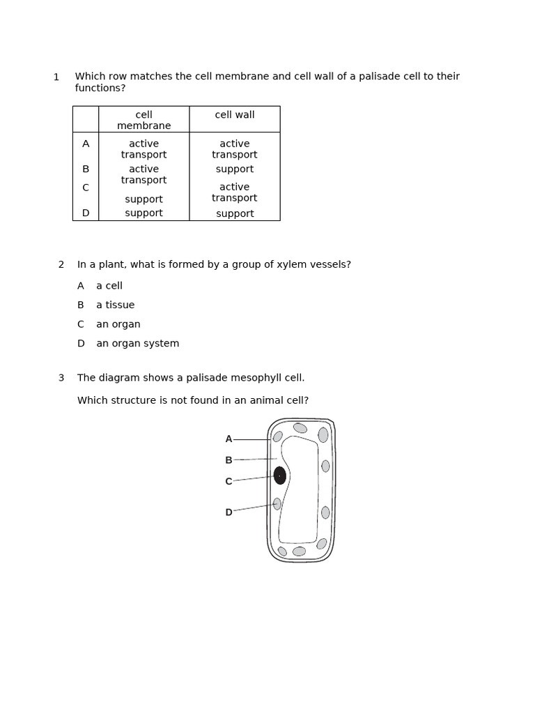 Cell Structure Functions Worksheet | PDF | Cell (Biology) | Vacuole