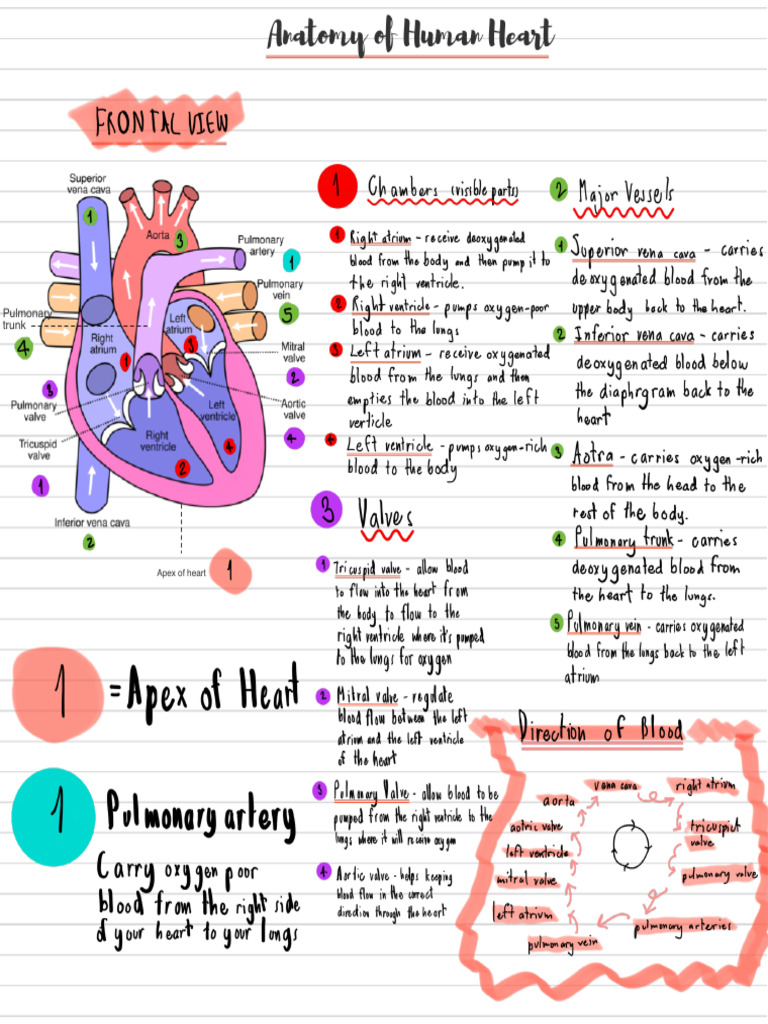 Anatomy of Heart | PDF