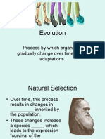 Evolution: Process by Which Organisms Gradually Change Over Time Due To Adaptations