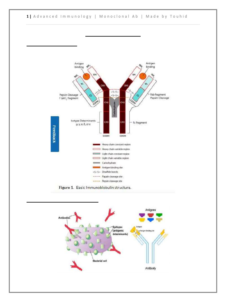 Monoclonal vs Polyclonal Antibodies | PDF | Monoclonal Antibody | Antibody
