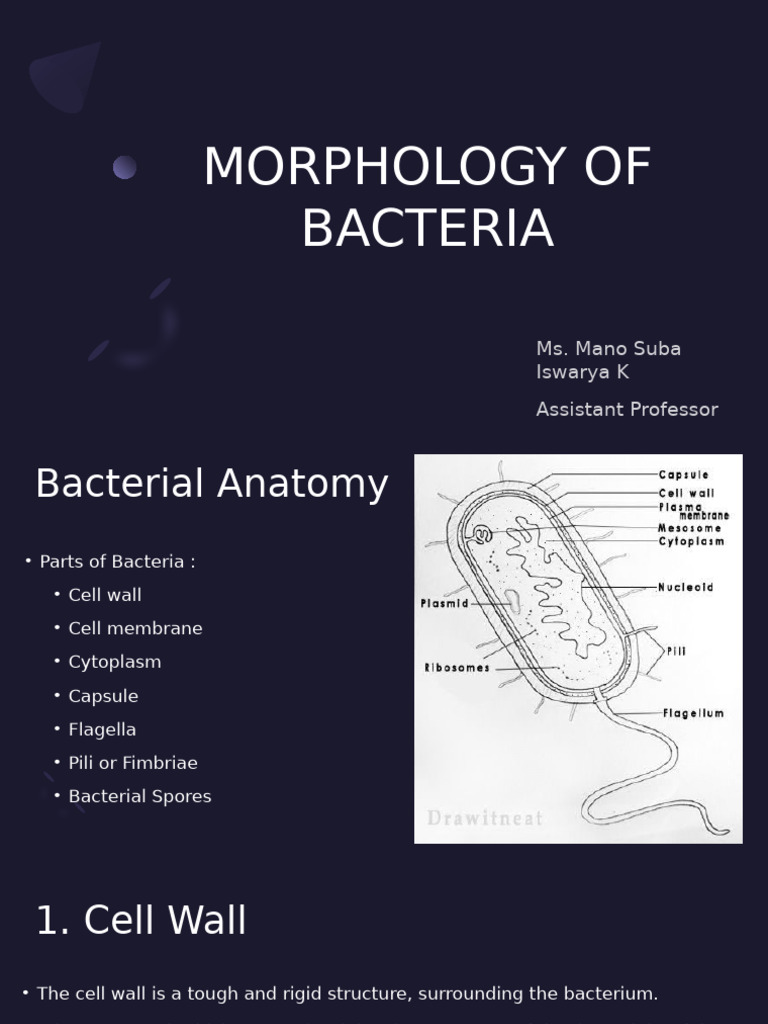 Morphology of Bacteria-1 | PDF | Bacteria | Cell Membrane