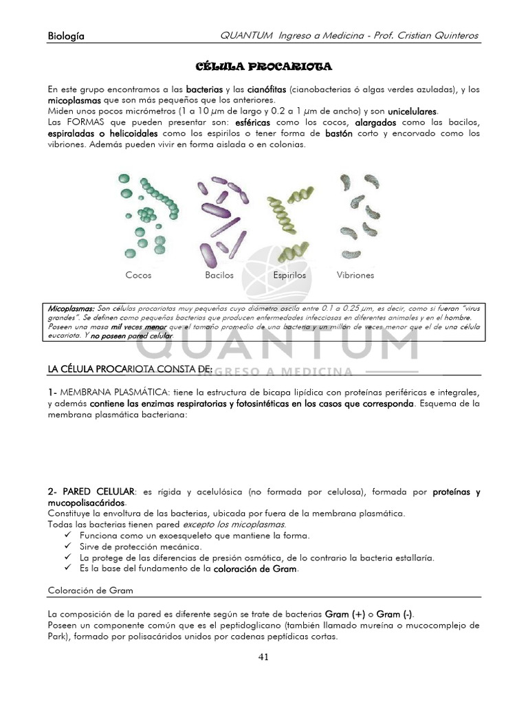 Estructura y Función de Células Procariotas | PDF | Las bacterias ...