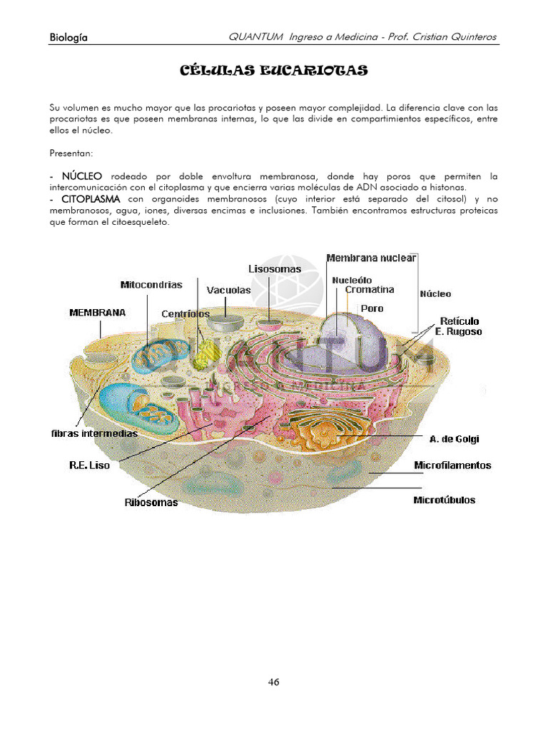 Estructura y Función de Células Eucariotas | PDF | Biología Celular ...