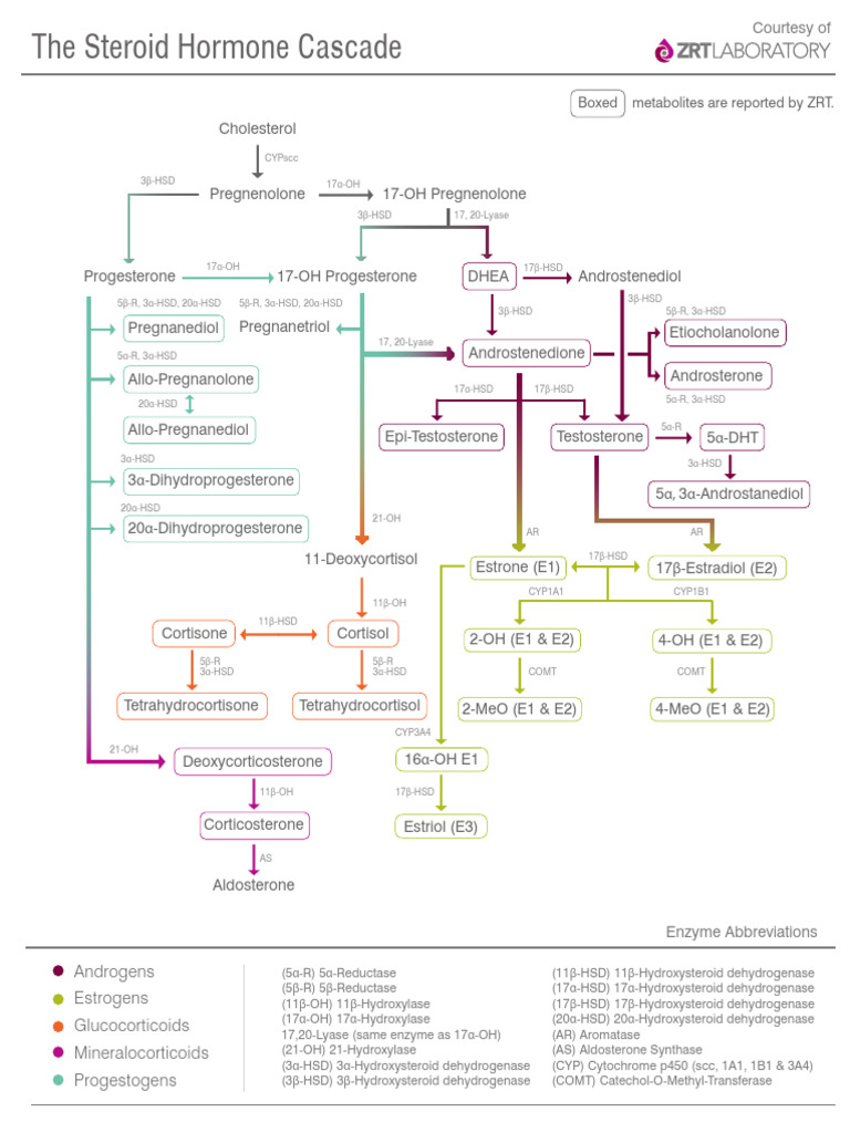 Steroid Hormone Cascade | PDF | Progesterone | Endocrine System