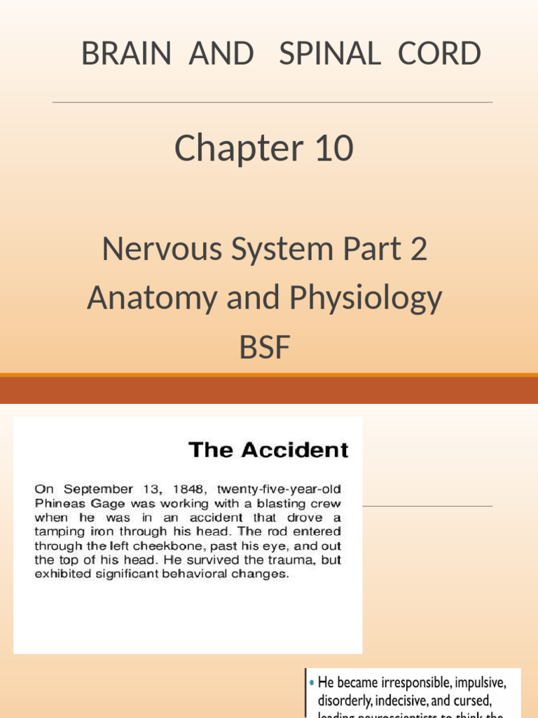 Brain and Spinal Cord Anatomy Overview | PDF | Cerebrum | Brain