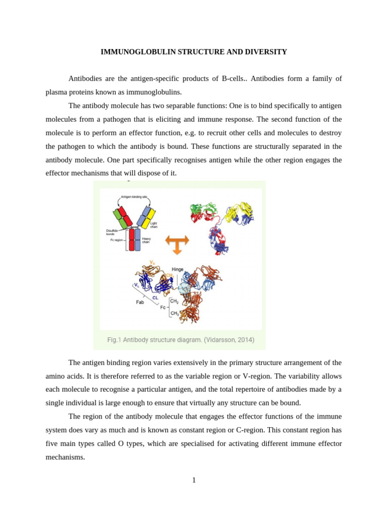 Immunoglobulin Structure Overview | PDF | Antibody | B Cell