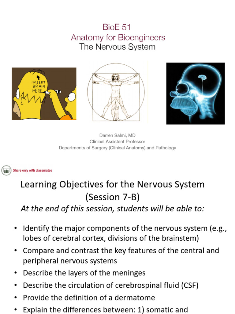 Nervous System Overview for Bioengineers | PDF | Central Nervous System ...