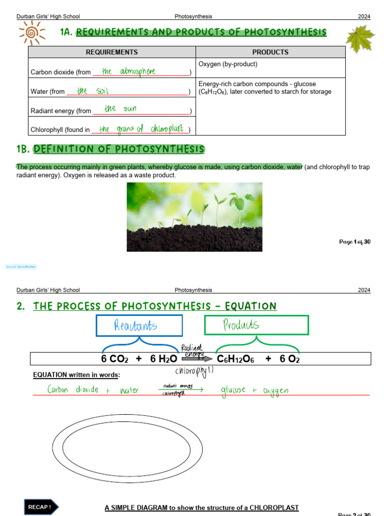 Understanding Photosynthesis Basics | PDF | Photosynthesis | Chemistry