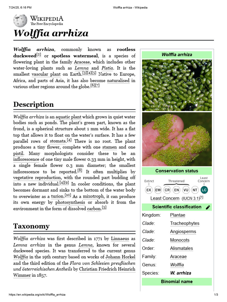 Wolffia arrhiza: The Smallest Vascular Plant | PDF | Aquatic Organisms ...