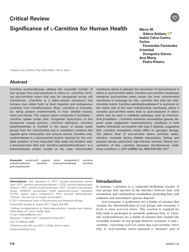 L-Carnitine's Role in Human Health | PDF | Mitochondrion | Metabolism