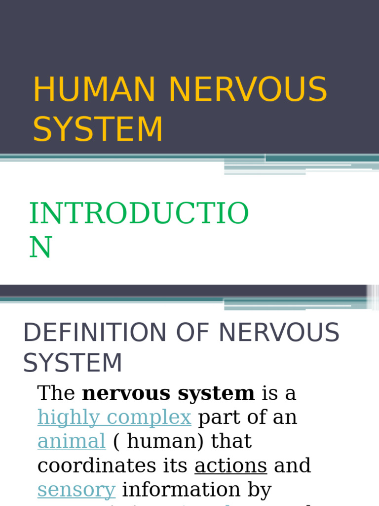 Overview of the Human Nervous System | PDF