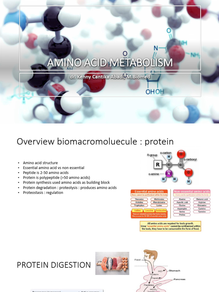 Amino Acid Metabolism | PDF
