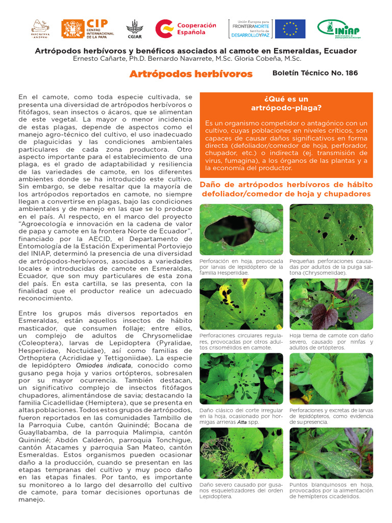 Artrópodos en camote de Esmeraldas, Ecuador | PDF | Mosca | Insectos