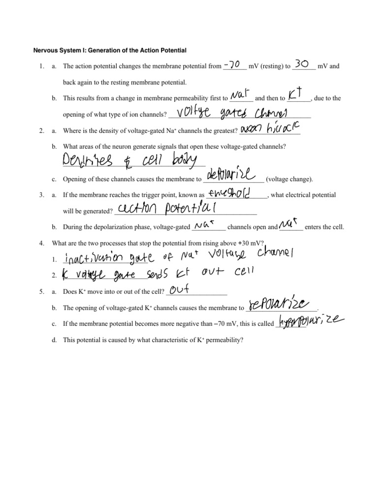 Worksheet Nervous1 Generation of the Action Potential | PDF