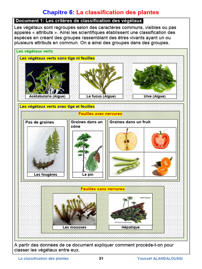 Classification des Plantes Botanique | PDF | Plantes | Chne