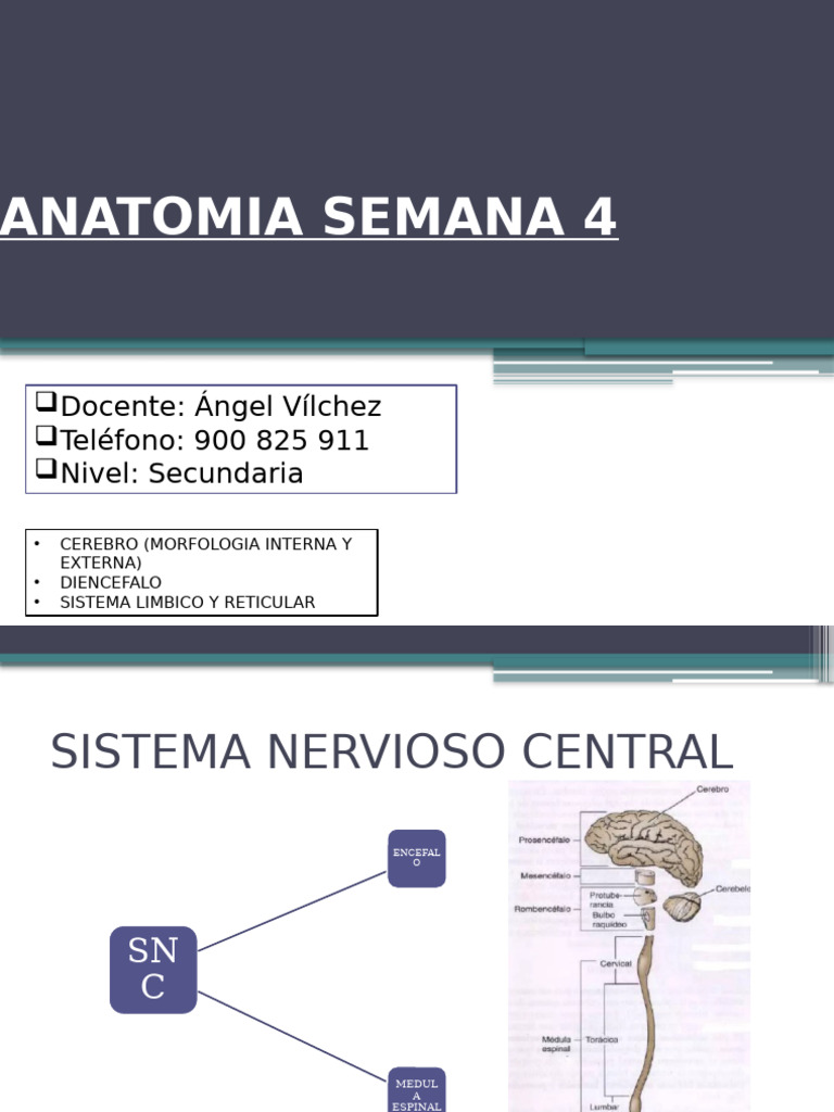 Semana 4 Anatomia | PDF | Cerebro | Sistema nervioso central